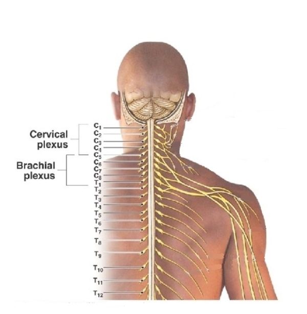 Metameric Body Curs de Masaj Metameric - Centrul Biofocus